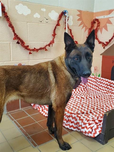 SPARKLE - Belgian Shepherd Malinois available for adoption