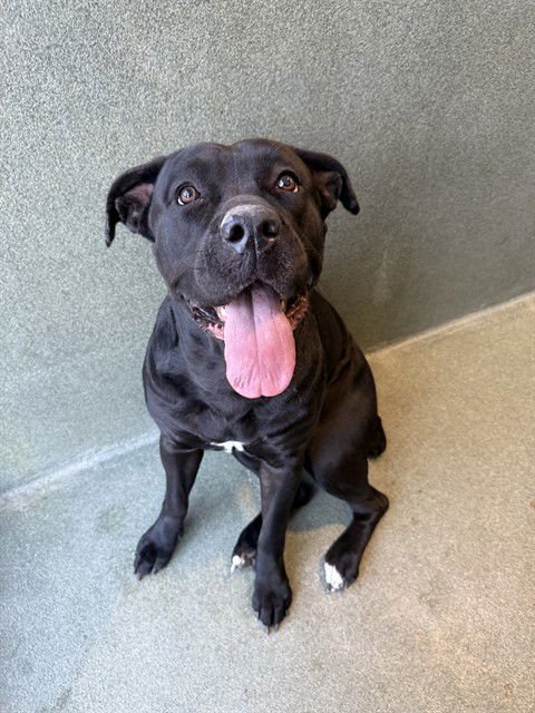 STELLA - Cane Corso Mastiff available for adoption