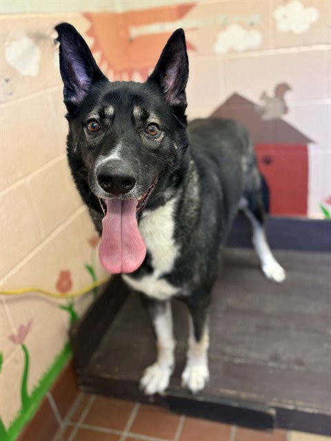 APOLLO - Husky / Belgian Shepherd Malinois available for adoption