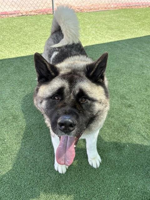 BRADLEY - Akita available for adoption