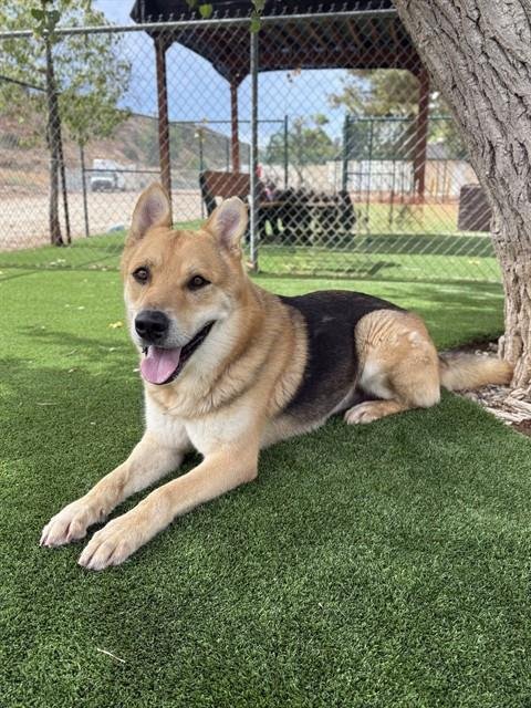 DONALD - German Shepherd Dog available for adoption
