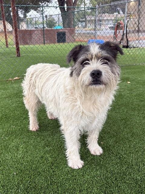 BEAN - Terrier available for adoption