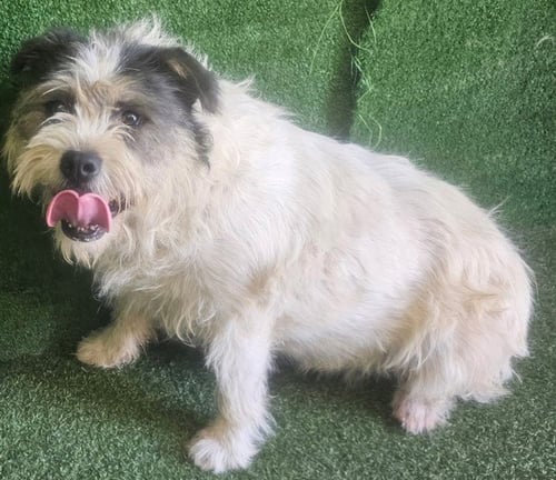 BEAN - Terrier available for adoption