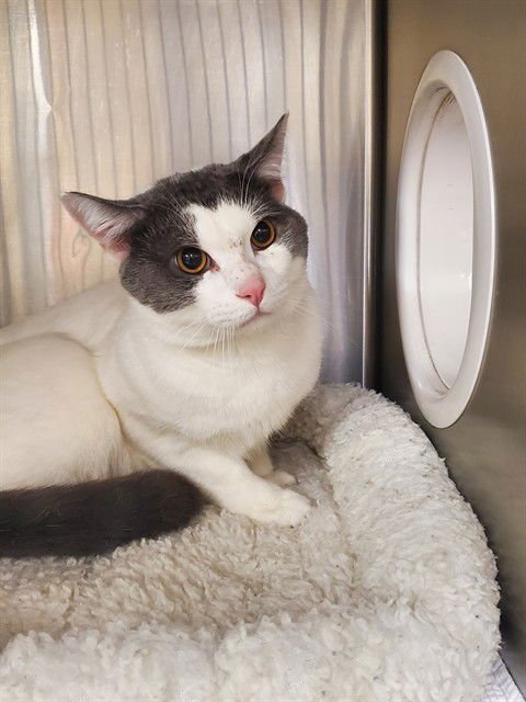 YETI - Domestic Short Hair available for adoption