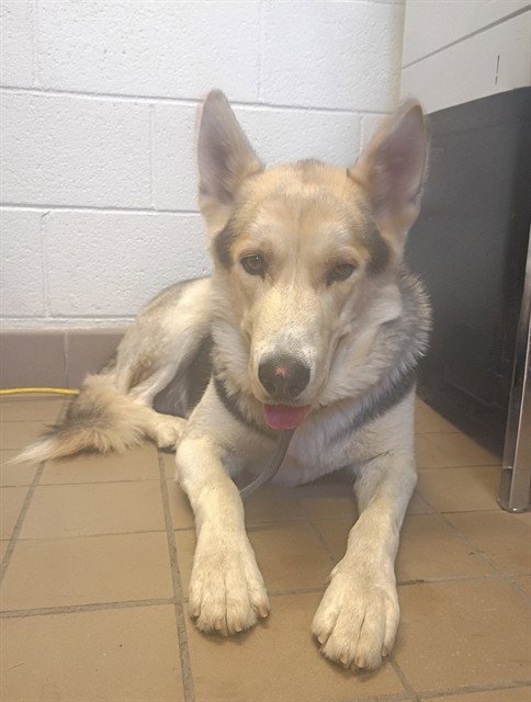 GRIZZ - Husky / German Shepherd Dog available for adoption