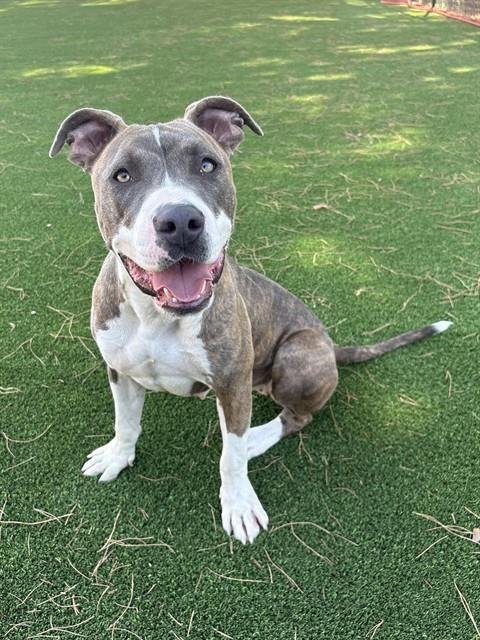 IRMA - Pit Bull Terrier available for adoption