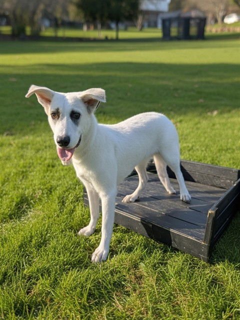 SONDER - Great Pyrenees / Mastiff available for adoption