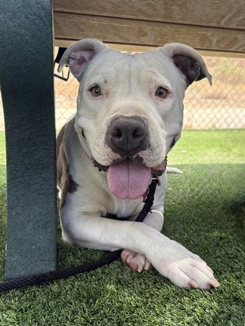 PUPPY - American Staffordshire Terrier available for adoption