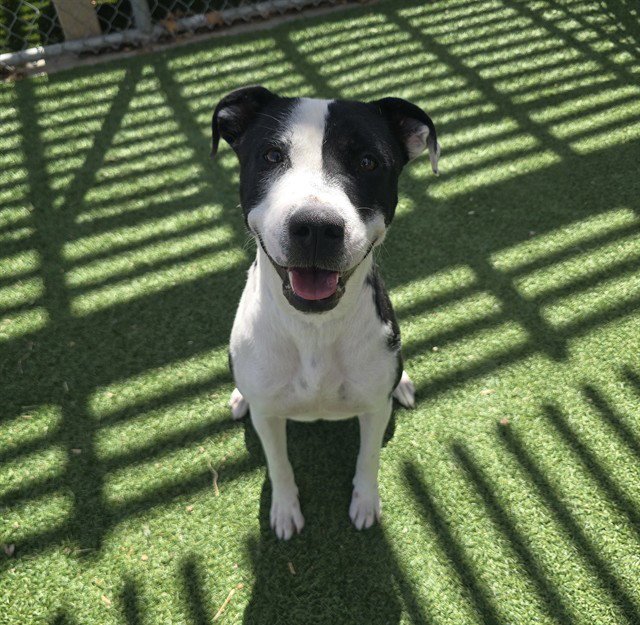 PENELOPE PIT Image
