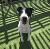 PENELOPE PIT - Photo 1
