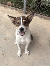 WAYLON - Photo 1