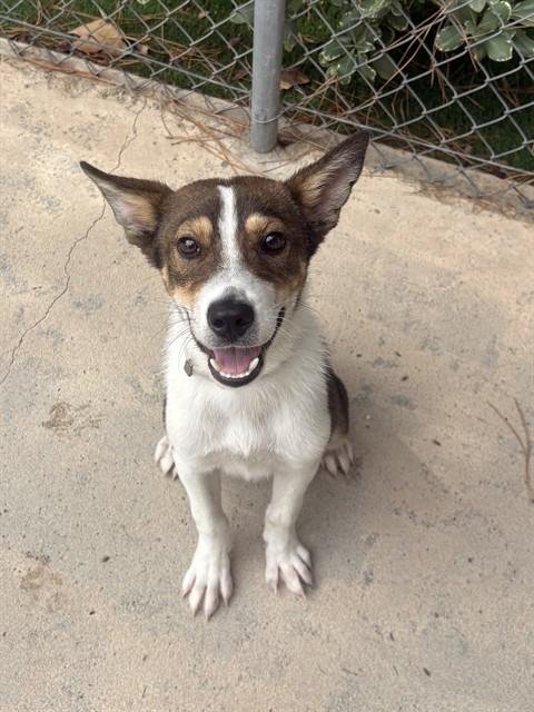 WAYLON - Australian Cattle Dog/Blue Heeler available for adoption