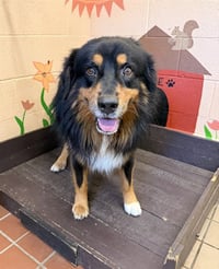 KOA - Photo 1