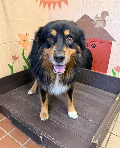 KOA - Australian Shepherd / Bearded Collie available for adoption