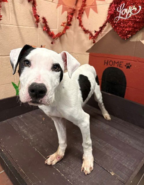 COOKIE - Great Dane available for adoption