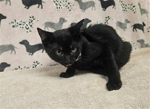 CHARCUTERIE - Domestic Short Hair available for adoption