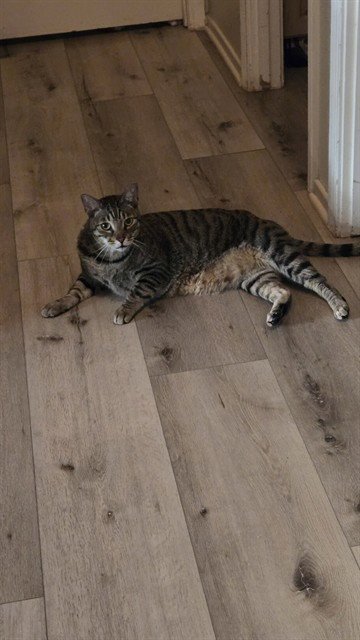 HUDSON - Domestic Short Hair available for adoption