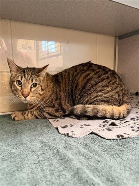 GUS - Domestic Short Hair available for adoption
