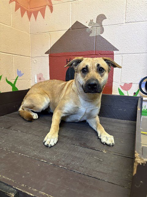 LOTTIE - German Shepherd Dog available for adoption