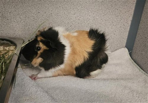 ROSIE - Guinea Pig available for adoption