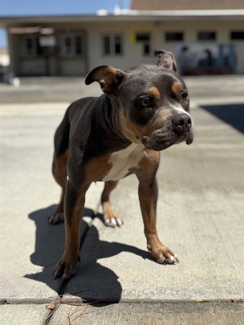 ALEXIS - Pit Bull Terrier available for adoption