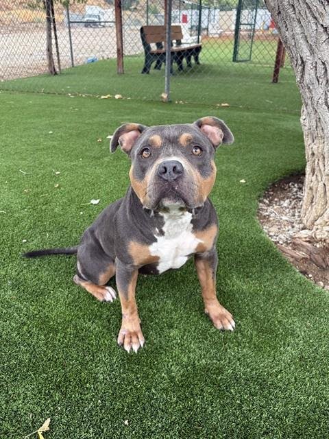 ALEXIS - Pit Bull Terrier available for adoption