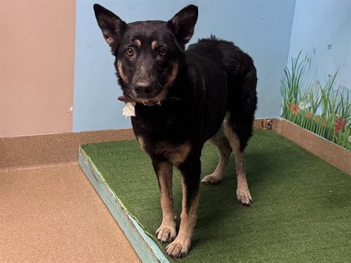 LYRA - German Shepherd Dog available for adoption
