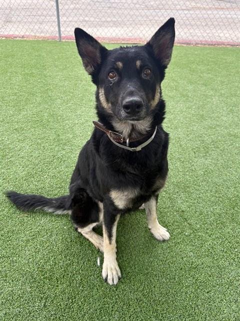LYRA - German Shepherd Dog available for adoption