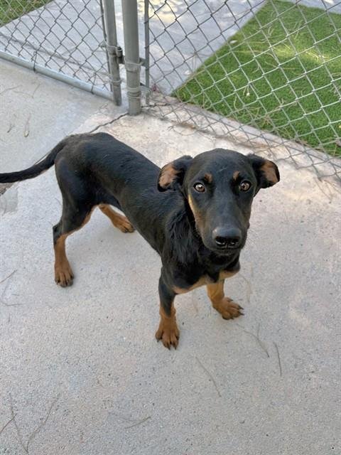 HEATHER - German Shepherd Dog available for adoption