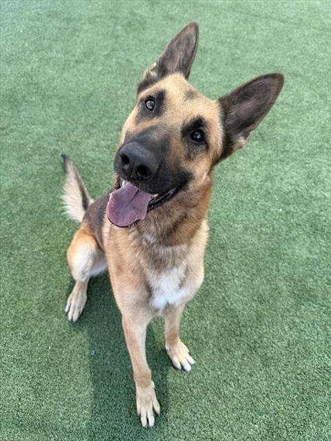 MAX - German Shepherd Dog / Belgian Shepherd Malinois available for adoption