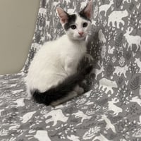 DEWEY - Photo 1