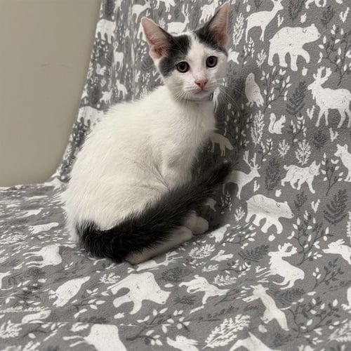 DEWEY - Domestic Short Hair available for adoption