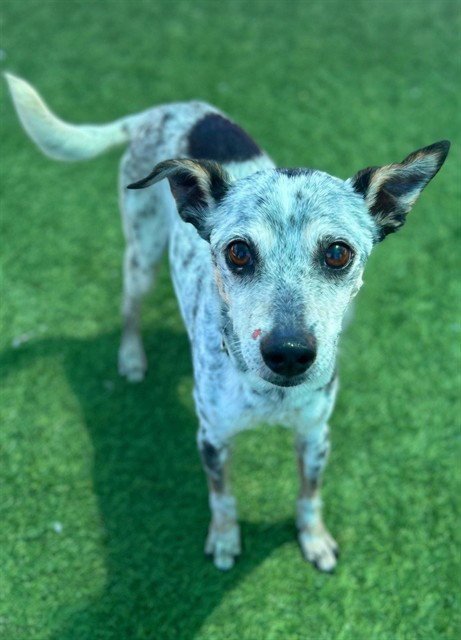 SPOT - Chihuahua available for adoption