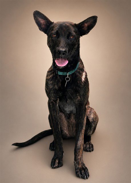 RASPBERRY - Belgian Shepherd Malinois available for adoption