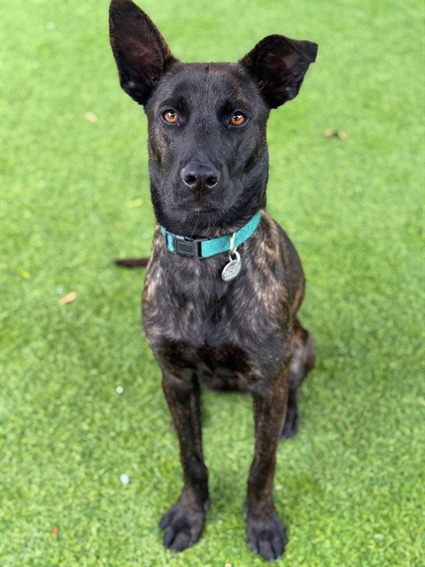 RASPBERRY - Belgian Shepherd Malinois available for adoption