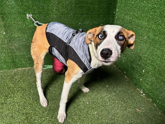 PIPPA - English Pointer available for adoption