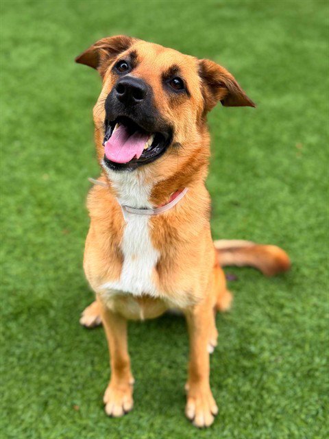 FALCA - Australian Cattle Dog/Blue Heeler available for adoption