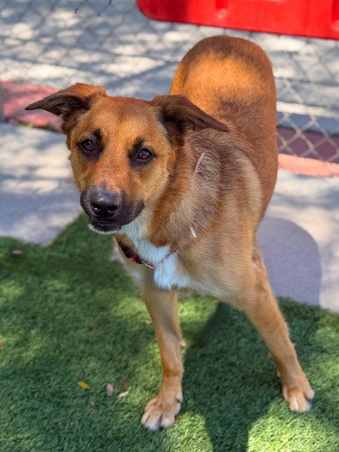 FALCA - Australian Cattle Dog/Blue Heeler available for adoption