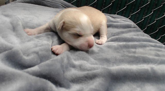 ZEPPOLE - Siberian Husky available for adoption