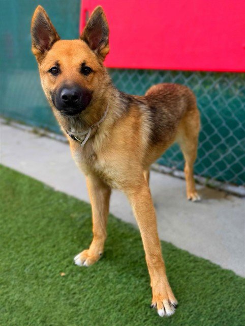 YOTE - German Shepherd Dog available for adoption