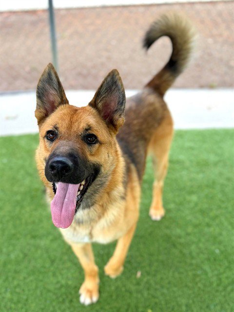 YOTE - German Shepherd Dog for adoption in Simi Valley