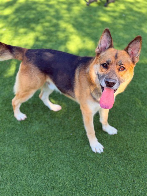 ROCKY - German Shepherd Dog available for adoption