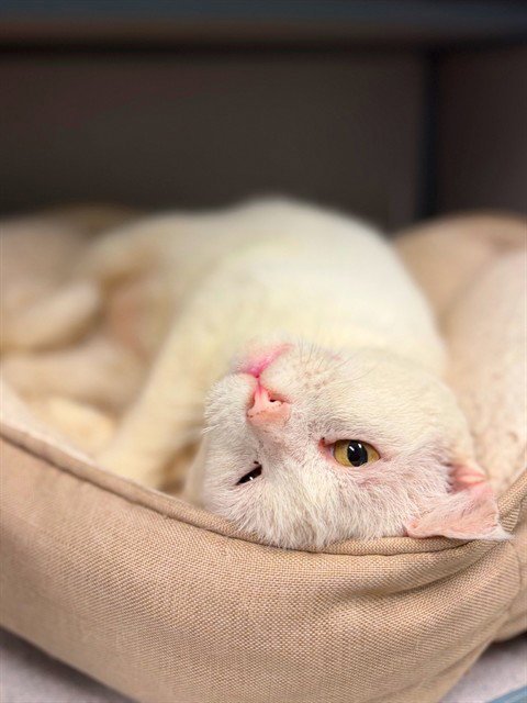 THEO - Domestic Short Hair for adoption in Simi Valley
