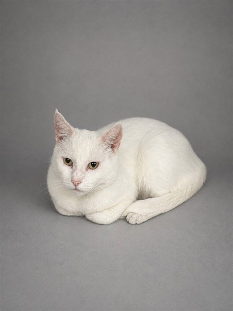 THEO - Domestic Short Hair available for adoption