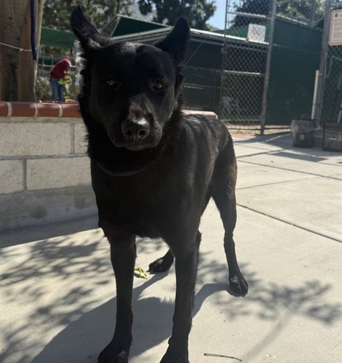 GEM - German Shepherd Dog available for adoption