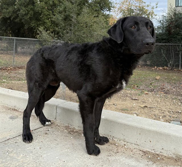 COSMO - Flat-coated Retriever available for adoption