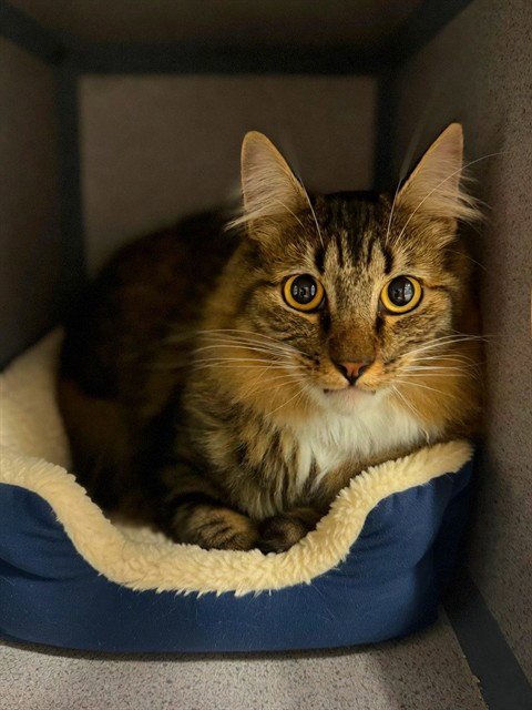FUZZY - Domestic Long Hair available for adoption
