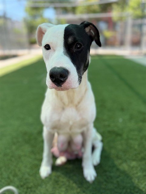 MARBLE - Pit Bull Terrier for adoption in Simi Valley