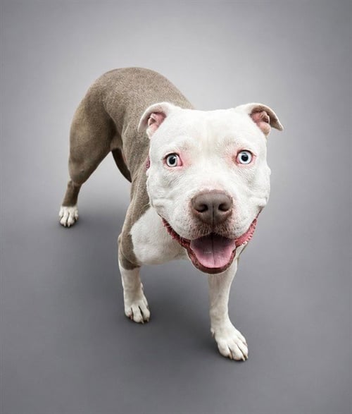 A5792543 - Pit Bull Terrier available for adoption