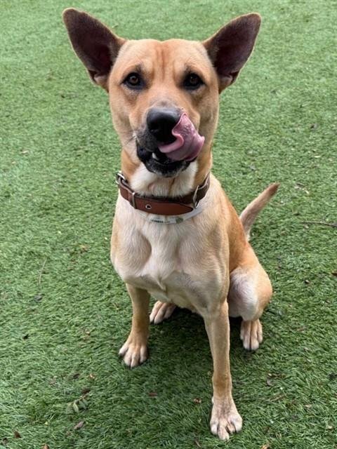 PANCHO - Carolina Dog available for adoption